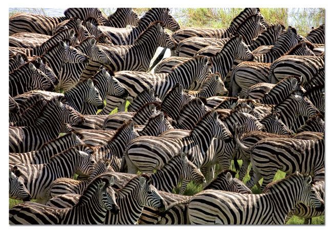 14138 Educa Puzzle Herd Of Zebras 500 Parça Puzzle