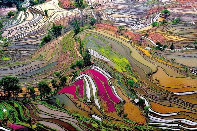 15156 Educa Puzzle Rice Paddies, China 1000 Parça Puzzle